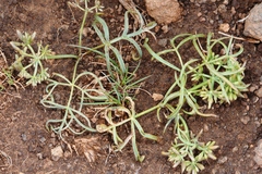Lomatium lithosolamans