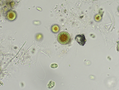 Haematococcus lacustris