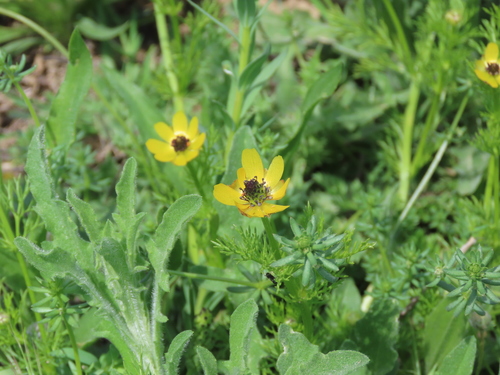 Image of Adonis microcarpa by (c) Juan C. Espinosa, some rights reserved (CC BY)