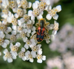 Trichodes ornatus