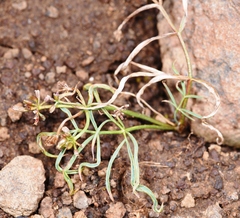 Lomatium lithosolamans