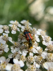 Trichodes ornatus