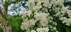 Crataegus × media
