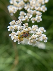 Trichodes ornatus