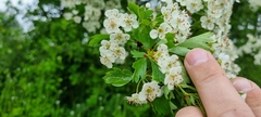 Crataegus × media