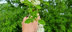 Crataegus × media