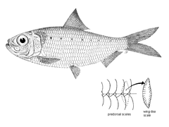 Australian Spotted Herring photo 3