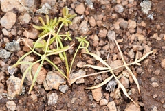 Lomatium lithosolamans