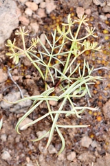 Lomatium lithosolamans