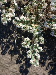 Euphorbia leucophylla