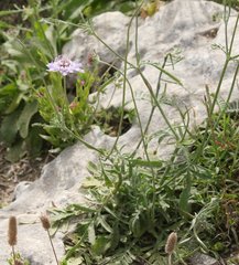 Sixalix atropurpurea