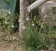 Asphodelus fistulosus