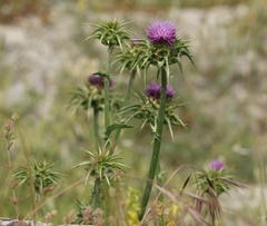 Silybum marianum