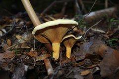 Austropaxillus statuum