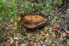 Butyriboletus loyo