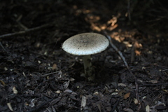 Amanita diemii