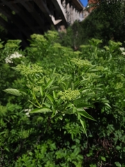 Sambucus nigra