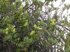 Struthanthus acuminatus