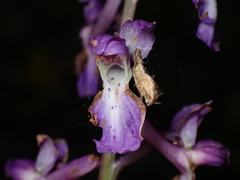 Orchis mascula
