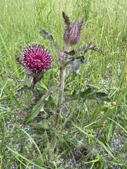 Cirsium carolinianum