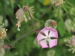 Silene conica