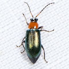 Scelolyperus