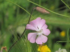 Silene conica