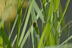 Julodis