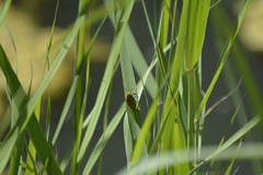 Julodis