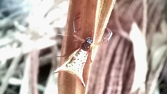 Micrathena sanctispiritus