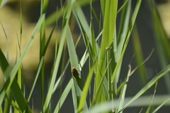 Julodis