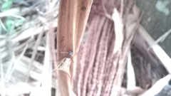 Micrathena sanctispiritus