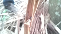 Micrathena sanctispiritus