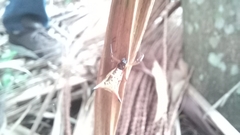 Micrathena sanctispiritus