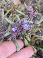 Phacelia humilis