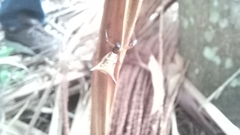 Micrathena sanctispiritus