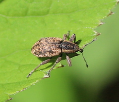 Hypera conmaculata