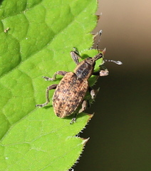 Hypera conmaculata
