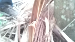 Micrathena sanctispiritus