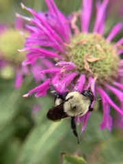 Bombus