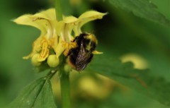 Bombus pratorum