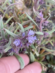 Phacelia humilis