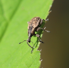 Hypera conmaculata