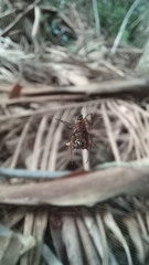 Micrathena sanctispiritus