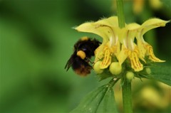 Bombus pratorum