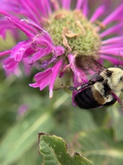 Bombus