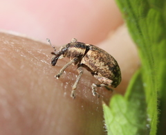 Hypera conmaculata