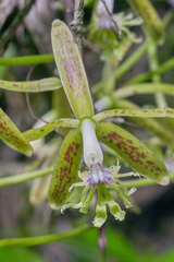 Epidendrum cristatum