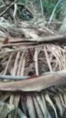 Micrathena sanctispiritus