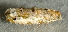 Proteoteras naracana